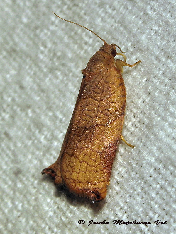 Archips podana femmina - Tortricidae